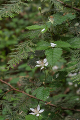 Pacific Blackberry (Rubus Ursinus)