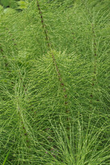 horsetail (Equisetum)