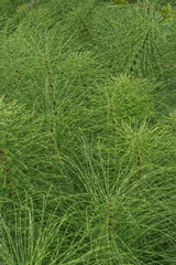 horsetail (Equisetum)