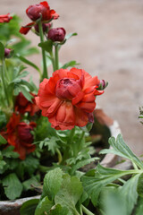 Fototapeta premium Beautiful red ranunculus flowers growing in an outdoor flower garden. ranunculus flower closeup, red blooming flower, rose flower