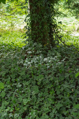 English Ivy (Hedera Helix)