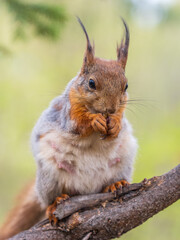 Obraz premium The squirrel with nut sits on a branches in the spring or summer.