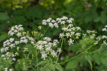 Japanese Hedge Parsley (Torilis japonica)

