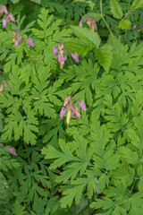 Pacific bleeding heart (Dicentra formosa)