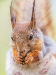 The squirrel with nut sits on a branches in the spring or summer.