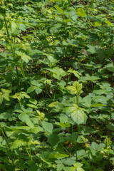 Blackberry (Rubus Americanus)