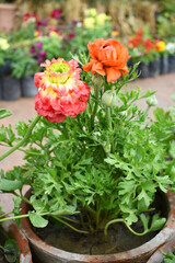 Beautiful red yellow ranunculus flowers growing in an outdoor flower garden. ranunculus flower closeup, orange blooming flower, rose flower