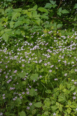 Herb Robert (Geranium Robertainum)