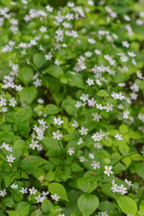 Herb Robert (Geranium Robertainum)