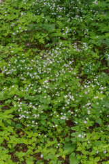 Herb Robert (Geranium Robertainum)