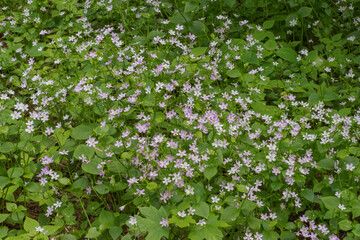 Herb Robert (Geranium Robertainum)