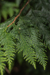 Western red cedar (Thuja plicata)