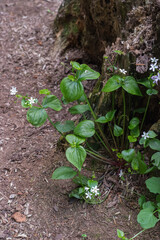Herb Robert (Geranium Robertainum)