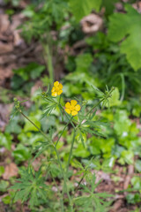 Creeping Buttercup (Ranunculus Repen)