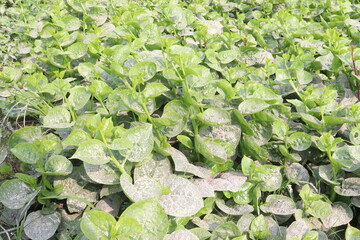 Malabar spinach on farm for harvesting