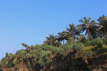 Fototapeta premium A cluster of coconut trees and shrubs growing on a headland near the beach