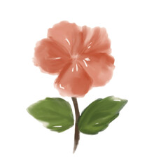hibiskus flower  © winayanti
