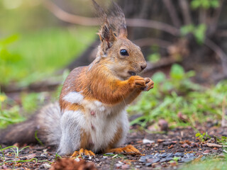 Squirrel eats a nut while sitting in green grass. Eurasian red squirrel, Sciurus vulgaris