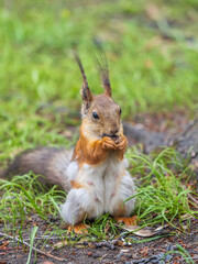 Squirrel eats a nut while sitting in green grass. Eurasian red squirrel, Sciurus vulgaris