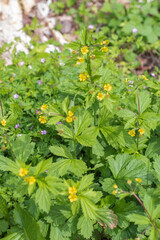 largeleaf avens (Geum macrophyllum)
