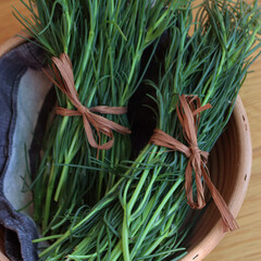 Bunch of fresh Salsola soda in a basket on wooden table. Italian Barba di frate or Agretti or...