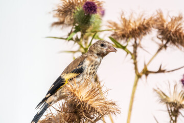 European goldfinch with juvenile plumage, feeding on the seeds of thistles. Carduelis carduelis.