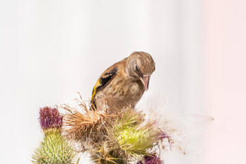 European goldfinch with juvenile plumage, feeding on the seeds of thistles. Carduelis carduelis.