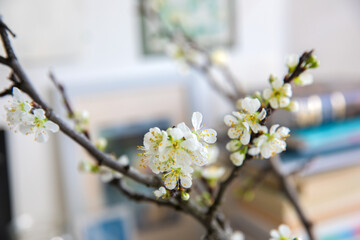 Branches of blossoming plum in a vase in the interior