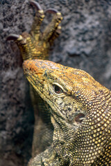 Portrait of Water monitor (Varanus salvator)