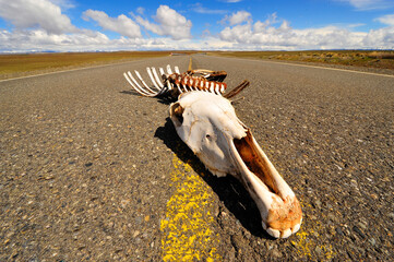 Guanaco skeleton on the Road
