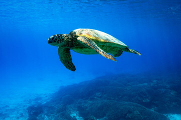 Beautiful green sea turtle swimming in azure blue water of a tropical reef