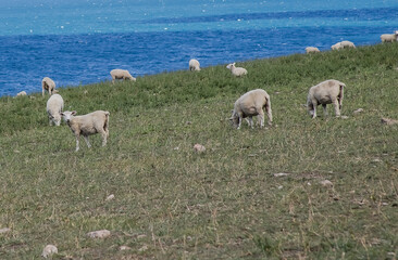 Sheep graze on green grass on the shore of a blue lake in New Zealand