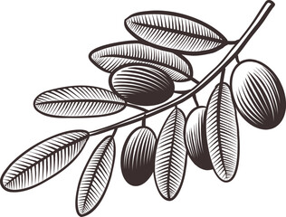 Olive branch with leaves and fruits. Hand drawn engraving vector illustration.