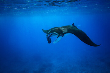 Manta ray swimming in the azure blue waters off Lady Elliot Island, on the Great Barrier Reef,...