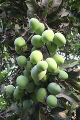 Mango on tree in farm for sell