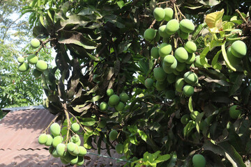 Mango on tree in farm for sell
