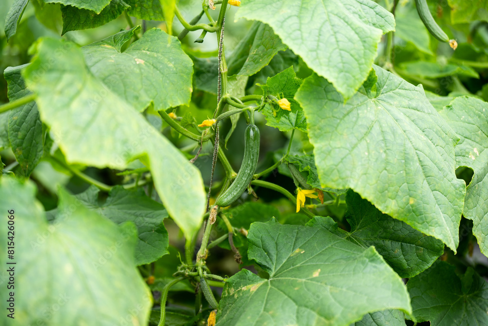 Poster cucumber in garden