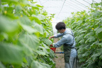 people harvesting cucumber in field