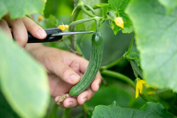 harvesting cucumber