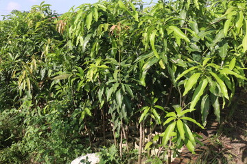 Mango plant on farm for harvest are cash crops