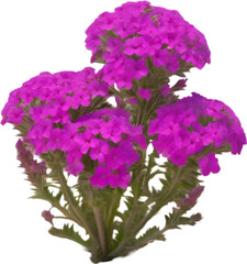 Close-up of a blooming desert sand verbena flower. 