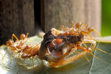 Red ants are eating lizard bones
