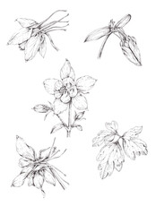 Set of hand-drawn black and white illustration of columbine flowers, isolated on white background