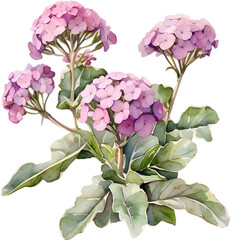 Close-up of a blooming desert sand verbena flower. 