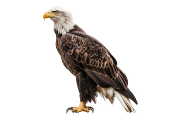 Fototapeta premium Bald eagle isolated on transparent background