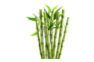Bamboo shoots isolated on transparent background