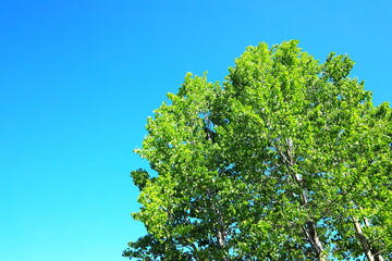 青空に映える新緑の木