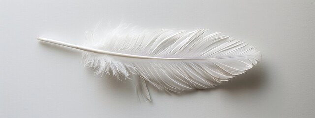 A plain white background with a single, delicate feather resting on the bottom.