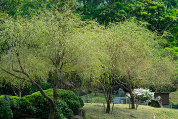 Zhishan Garden in National Palace Museum Taipei Taiwan.