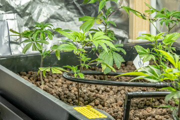 Medical Cannabis Sativa plants growing indoors Lab system legal light drugs medication medicine concept selective focus